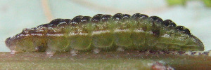 Larvae